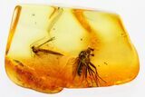 Detailed Fossil Predatory Snipe Fly and Crane Fly In Baltic Amber #310963-1